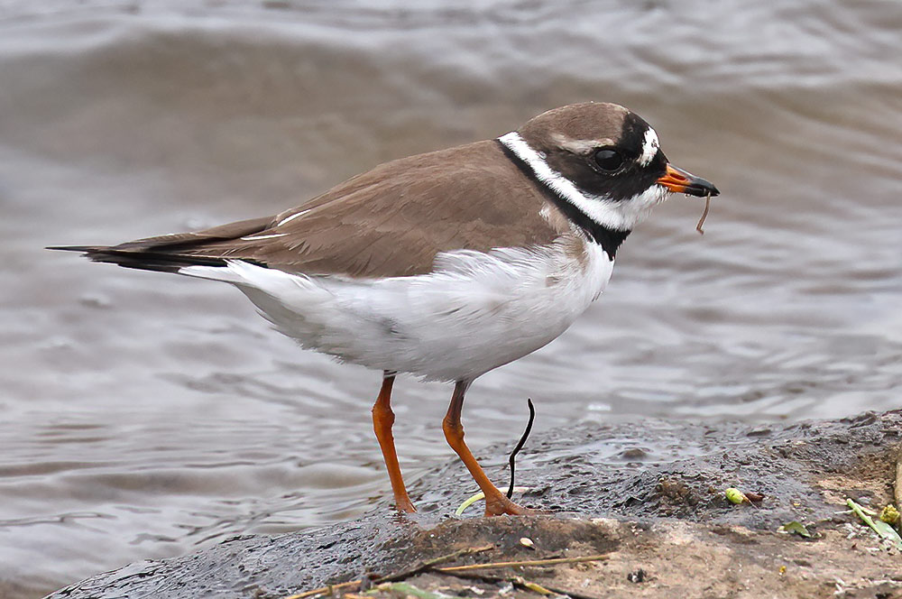 Ringed plover